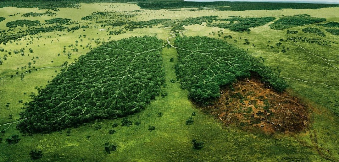 rainforest-deforestation-by-toilet-paper-companies-4