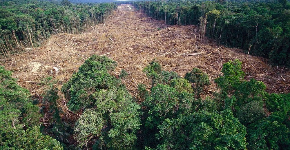 rainforest-deforestation-by-toilet-paper-companies-b